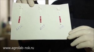 Экспресс тест на стельность коров AnkaR P4 Rapid