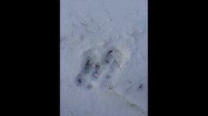 ? Следы и звуки животных ?  К занятию 15. mp4