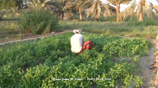 Ramis Farms - awamia (CX560E - 0047) (09 18 2014) смотреть онлайн