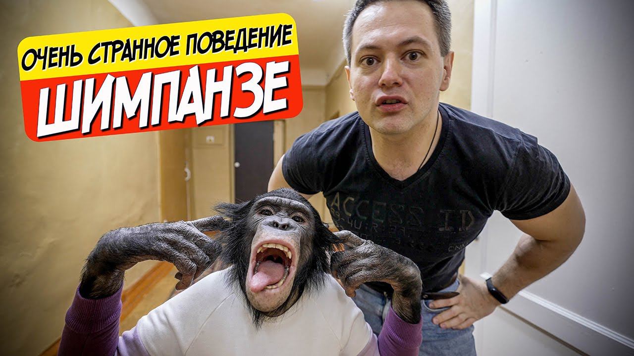 Сломалась шимпанзе!? Очень странное поведение | Обезьяна ест ложкой | Шимпанзе дома смотреть онлайн