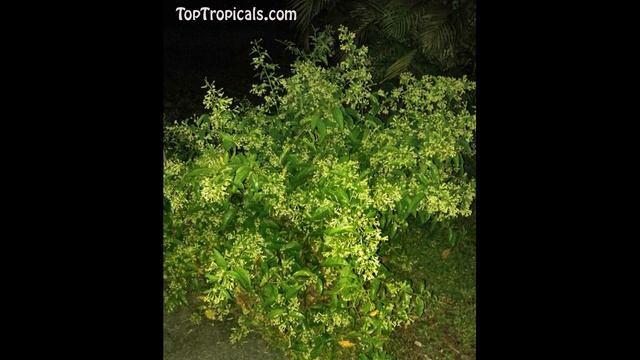 Night Blooming Jasmine - Cestrum nocturnum смотреть онлайн