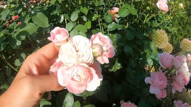 Жара. Как помочь растениям. смотреть онлайн