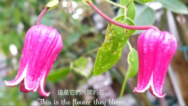 爬籐玫瑰搭配鐵線蓮種植秘訣❗️如何利用空間安插種植！つるバラとクレマチスを狭いスペースで同時に植えるコツ！climbing roses and clematis planting #鐵線蓮#クレマチ смотреть онлайн