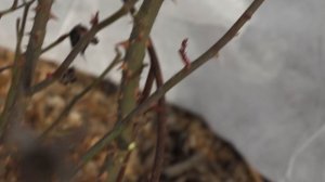 Обрезка флорибунды, питомник роз полины козловой, rozarium.biz, pruning a floribunda rose