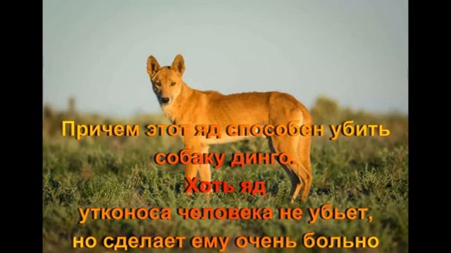 Утконос- факты, образ жизни! По просьбе подпищика! смотреть онлайн