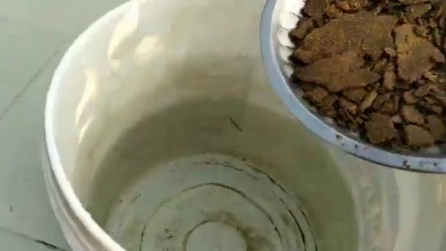 Usha's Garden | Grow Bougainvillea from its stem cutting | कलम से लगाए बोगनवेलिया का पौधा смотреть онлайн