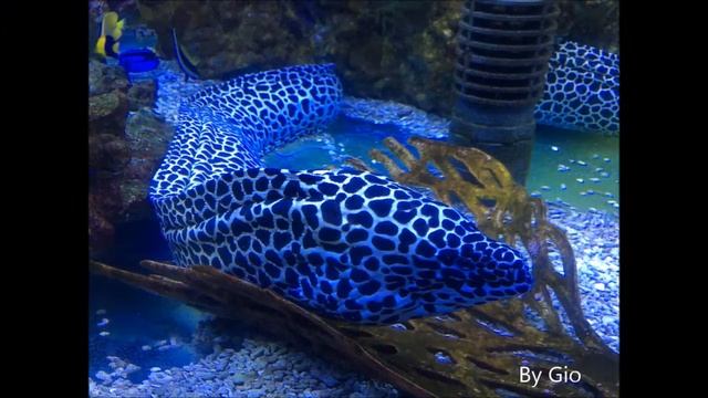 The life of the world cichlids "Gymnothorax favagineus" смотреть онлайн