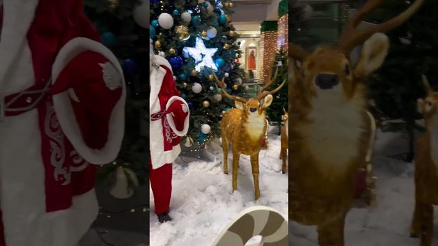 В ТЦ АЛЕНЬ ЖИВОЙ #переездвкалининград #купитьквартиру #юмор #shortvideo #путешествия смотреть онлайн