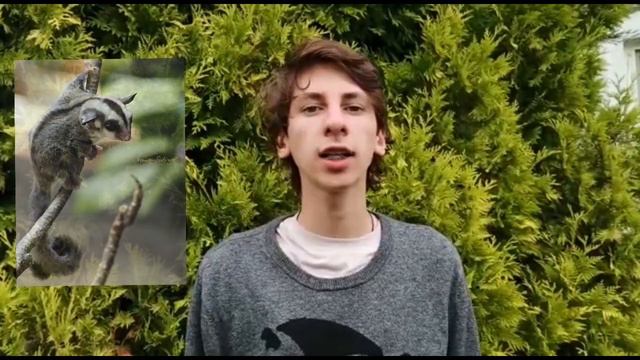 Самое сладкое животное