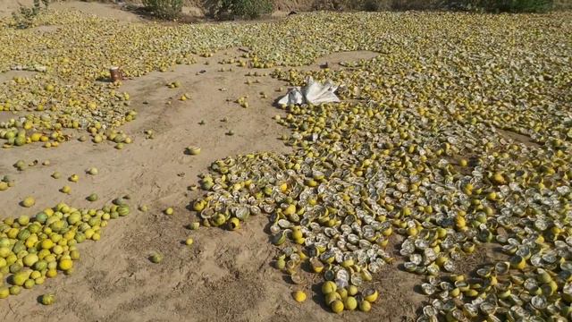 राजस्थान के किसान कर रहे हैं तुम्बो से लाखों कि कमाई Business idea Farmer business development смотреть онлайн