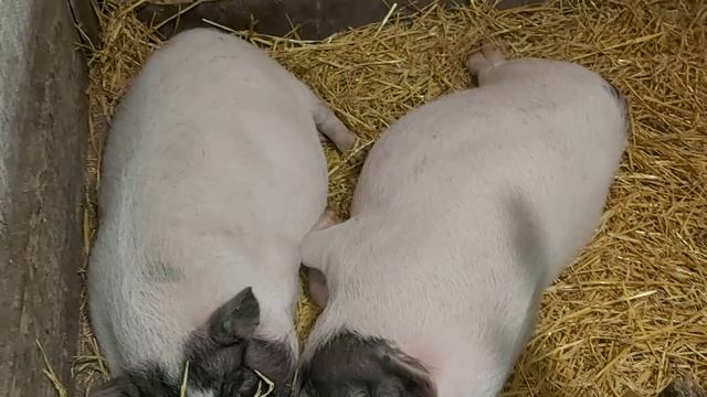 Когда покрывать вьетнамских свинок? В каком возрасте приходят в охоту?? смотреть онлайн