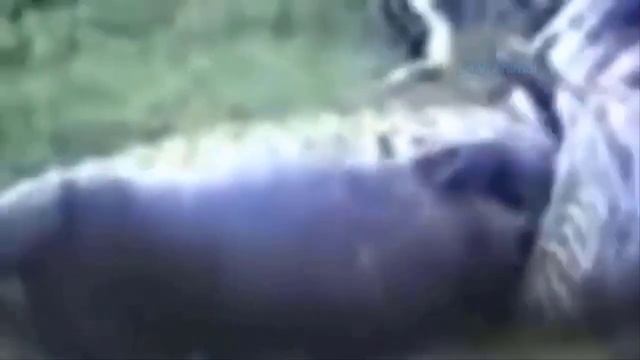 Unbelievable! Giant Anaconda Python Wraps Elephant To Death With Its Big Body For 72 Hours смотреть онлайн