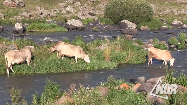 Житель села Ороджалар Матевос Элоян уже больше 30 лет работает пастухом. смотреть онлайн