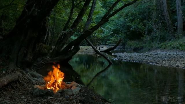 Как обрезать драцену, для получения боковых побегов? смотреть онлайн