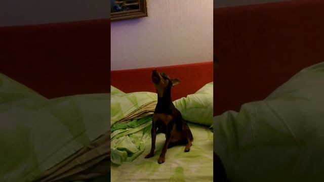 Той терьер -Воет смотреть онлайн