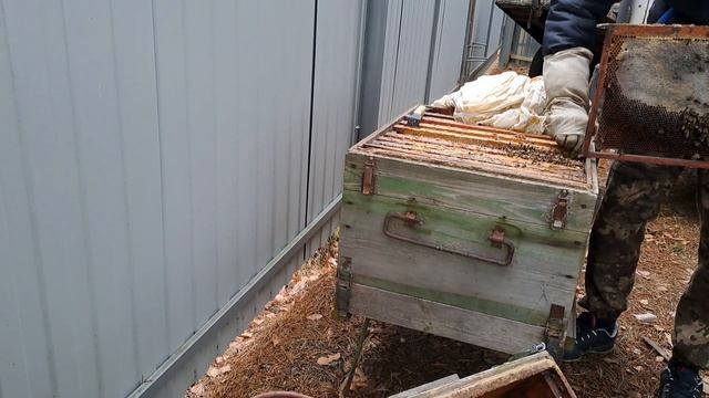 9 ноября осмотор клуба пчел крутим рамки смотреть онлайн