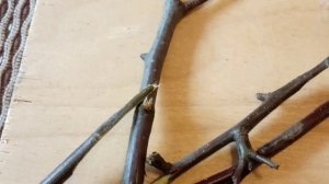 Прививка яблони весной.Прививка яблони черенком.Как прививать яблоню весной