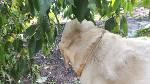 Когда очень любишь черешню с лабрадором Сенди!