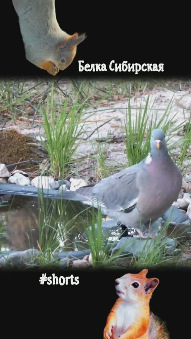 Вяхирь прилетает к воде