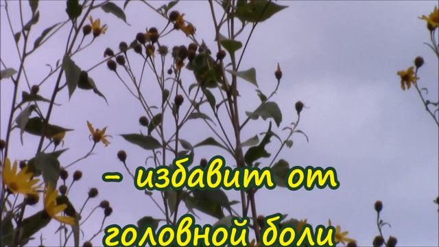 Знакомьтесь!«Земляная груша» или «иерусалимский артишок», или просто топинамбур! смотреть онлайн