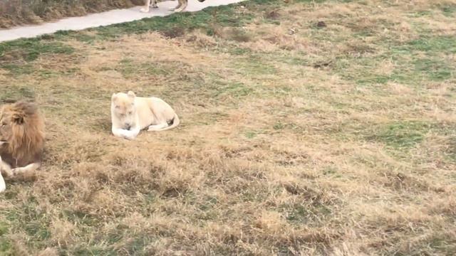 Казанова настойчивый ухажер) Тайган A whole field of lions! Taigan смотреть онлайн