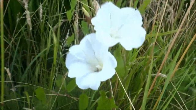 Larger bindweed (Calystegia sepium) - 2013-07-24 смотреть онлайн