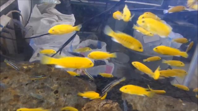 Electric Yellow Cichlid / Labidochromis caeruleus смотреть онлайн