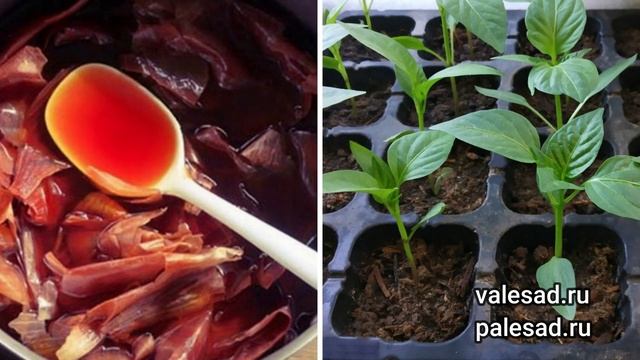 ПОДКОРМИТЕ РАССАДУ ЛУКОВОЙ ШЕЛУХОЙ - она станет крепкая и не будет болеть! смотреть онлайн
