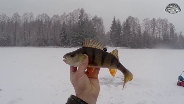 Крупный окунь со льда. Lifefishing смотреть онлайн