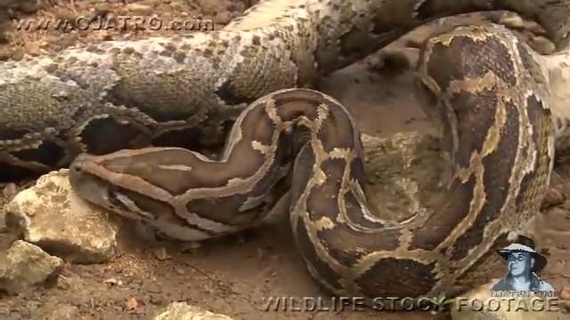 Python eats Rat Alive 01, Time Lapse Speed 01 смотреть онлайн
