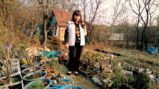 Зимовка бонсай на юге / elena_k_bonsai смотреть онлайн