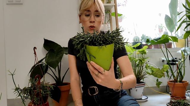 ? Rhipsalis - Pilocarpa y Baccifera ? Cactus y suculentas colgantes ? смотреть онлайн