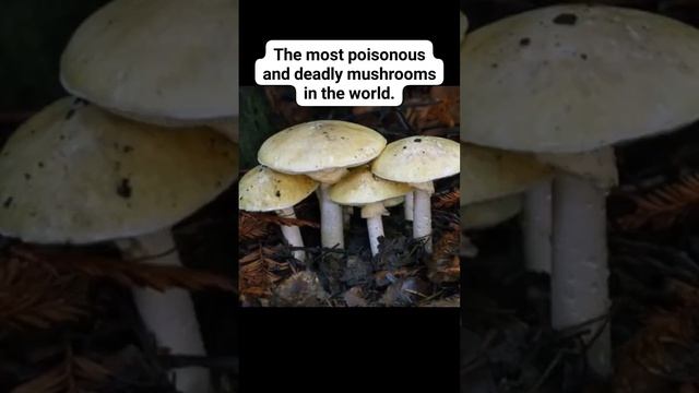 Death Cap Mushroom: The most poisonous and deadly mushrooms in the world. смотреть онлайн