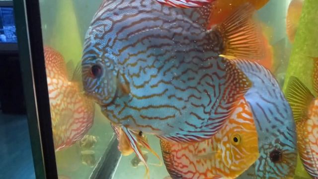 Дискусы. Высокотелый туркис. смотреть онлайн