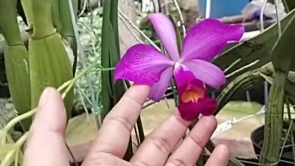 Cattleya Blooms This Weekend