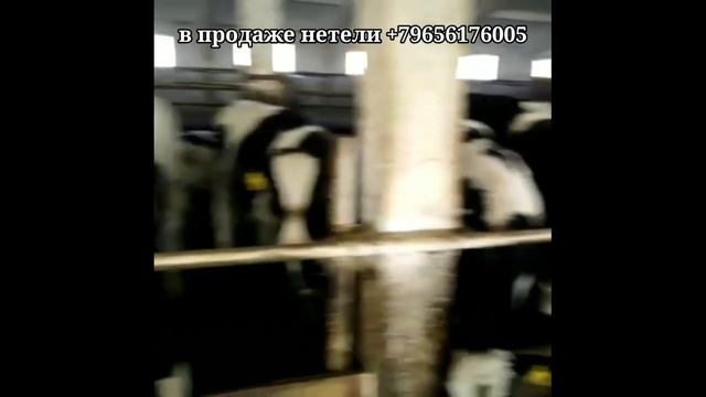 6000 молока в год с одной буренки. Продажа молочной породы КРС живым весом оптом по РФ и СНГ. смотреть онлайн