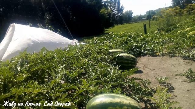 Почему не растут Арбузы смотреть онлайн