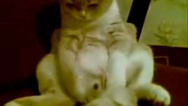 Странные животные / Strange Pets