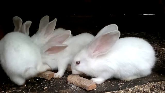 крольчата точат зубы смотреть онлайн