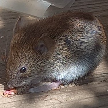 КАРАУЛ!!!!!!!!!!! смотреть онлайн