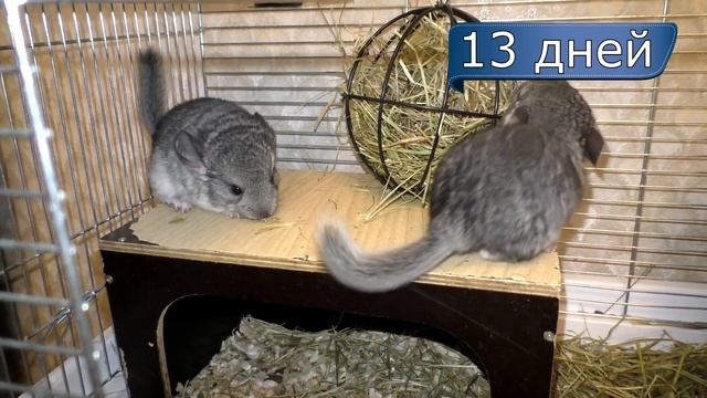Шиншиллы 8-14 дней | Уборка в клетке у шиншиллы смотреть онлайн