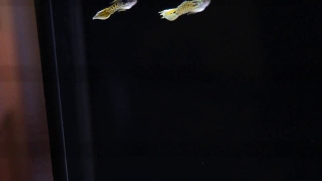 гуппи эндлеры тигры Endler Tiger Guppy