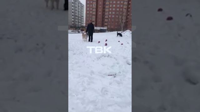 В Солнечном выгуливают собак без намордников смотреть онлайн