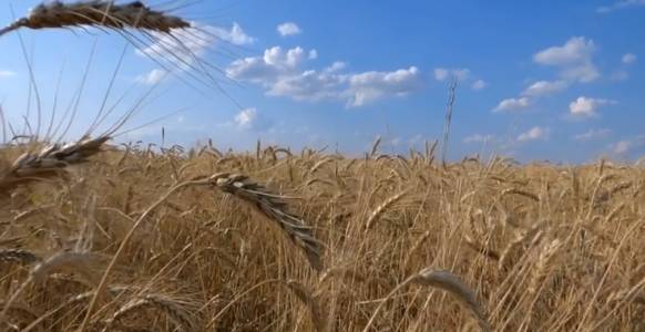 Солнце в знаке Девы. Ч.3. Не верьте глазам и ушам своим. смотреть онлайн