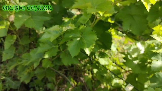 Раздвоение побегов на винограде. От чего происходит/Bifurcation of shoots on grapes. What comes fro смотреть онлайн
