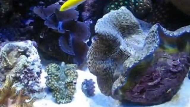 Tridacna derasa spawning смотреть онлайн