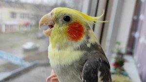 Как выбрать попугая кореллу?Что нужно знать при покупке попугая?Как выбрать здорового попугая?