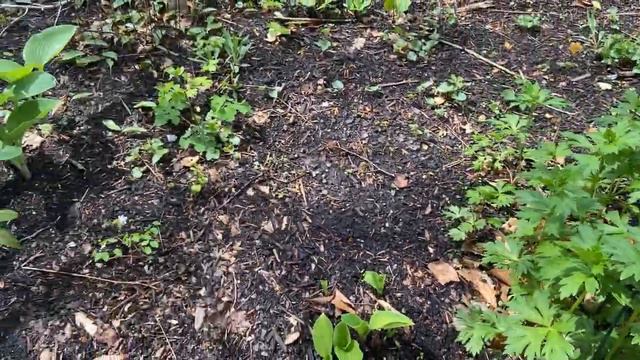 Master Gardener Garden Series - Robin's Shade Garden смотреть онлайн