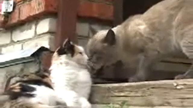 ...Донна Роза...... смотреть онлайн