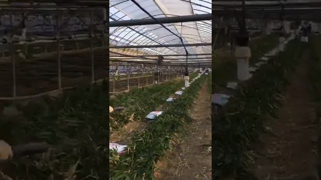 Работаем на теплице смотреть онлайн